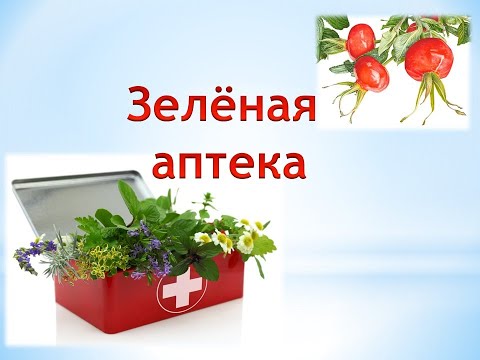 Зелёная аптека. Шиповник.