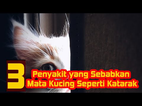Video: Degenerasi Gambar Yang Membentuk Bagian Mata Pada Kucing