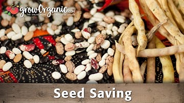 How to Save and Use Seeds From Your Own Fruits and Vegetables