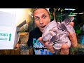 UNBOXING 14 PURPLE BALL PYTHONS!! | BRIAN BARCZYK