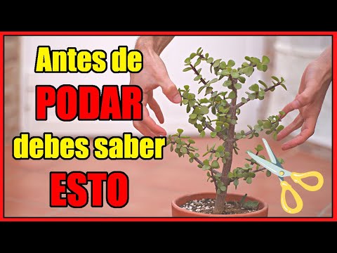 Video: Una guía para podar eléboros: cómo y cuándo podar los eléboros