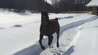 Arabian horse running and playing in snow pt.III