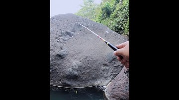 Hari ini pesta pora!! Mancing wader arus deras tarikannya mantap-mantap #mancingwader #joranlentur