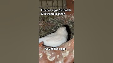 Finches birds first time laying eggs and it’s 1st batch #breeding #brooding #handtamed #finches