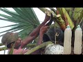 ताड़ का पेड़ | Thati Kallu | Toddy wine SAP | Morning Health drink Palmyra Palm sap