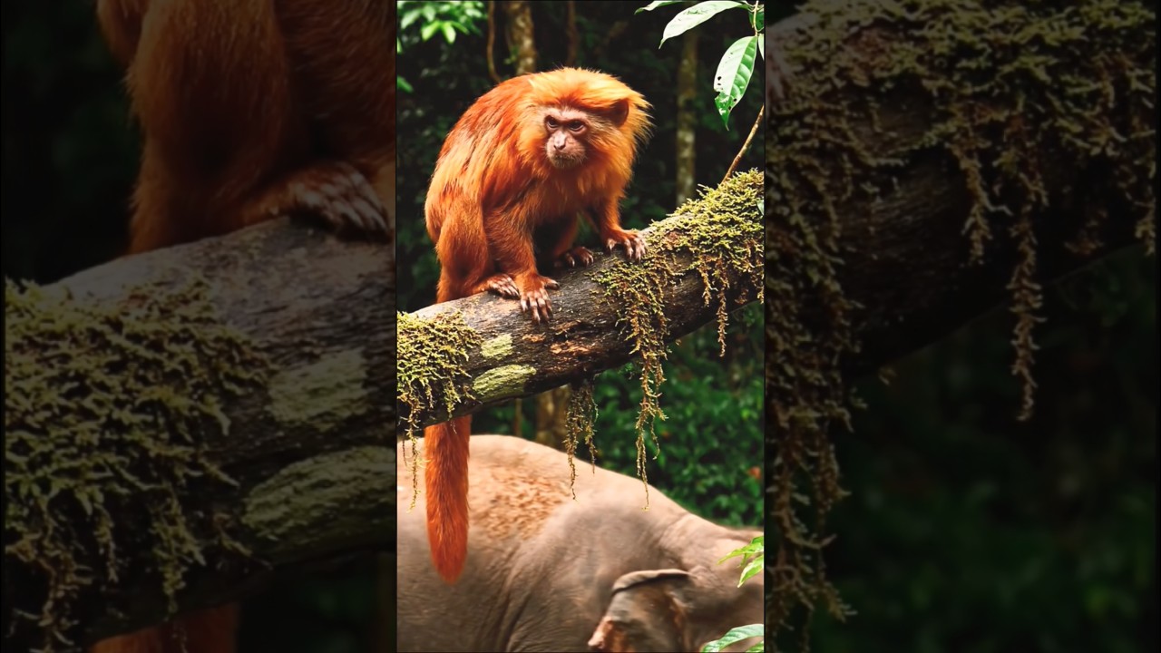 Когда старый слон спас обезьяну | Трогательная история о животных 🐘🐒