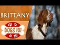 Dogs 101 - BRITTANY - Top Dog Facts About the BRITTANY の動画、YouTube動画。