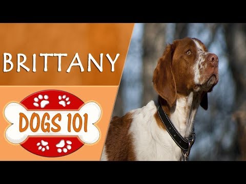 Video: Brittany Dog Breed Ipoallergenico, Salute E Durata Della Vita