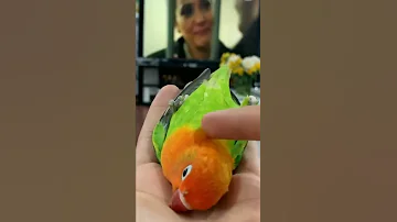 غندور يمثل حركت الموت 