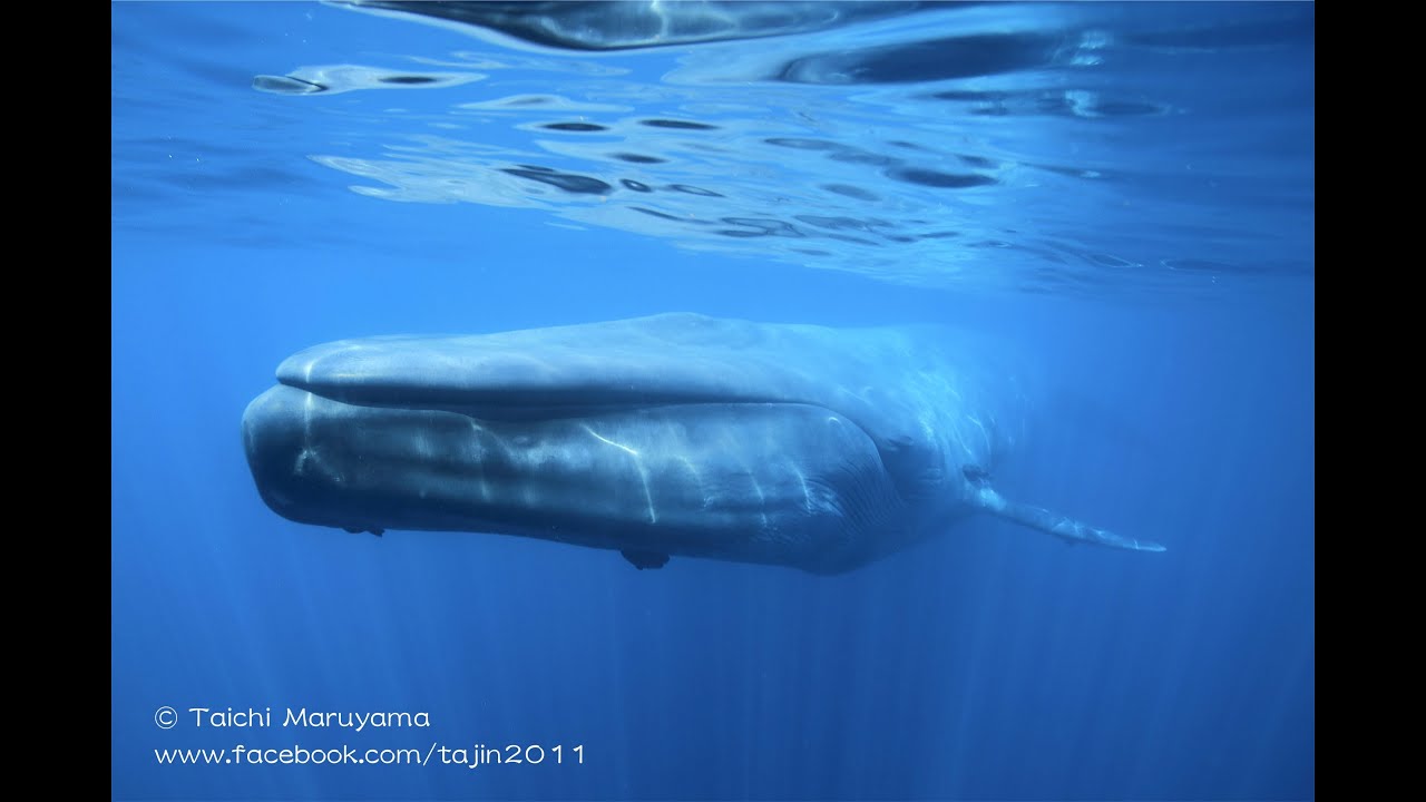 Blue Whale Encounter シロナガスクジラに２連続で出会った瞬間 Youtube