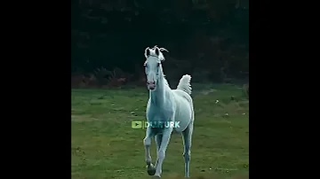 When Aktogali Found Ertugrul Aktogali Ertugrul Ertugrulshortstatus Shorts Goviral 