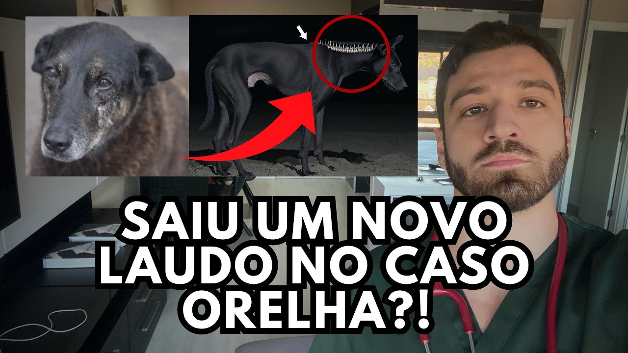 Caso Orelha: Cão NÃO morreu pelo que você pensa? Laudo revela novas informações