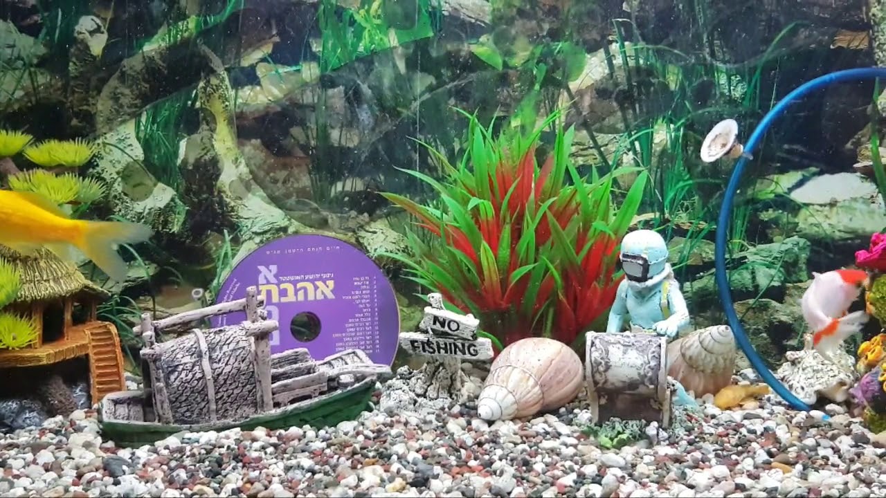 In The Tank With Ahavti Eschem