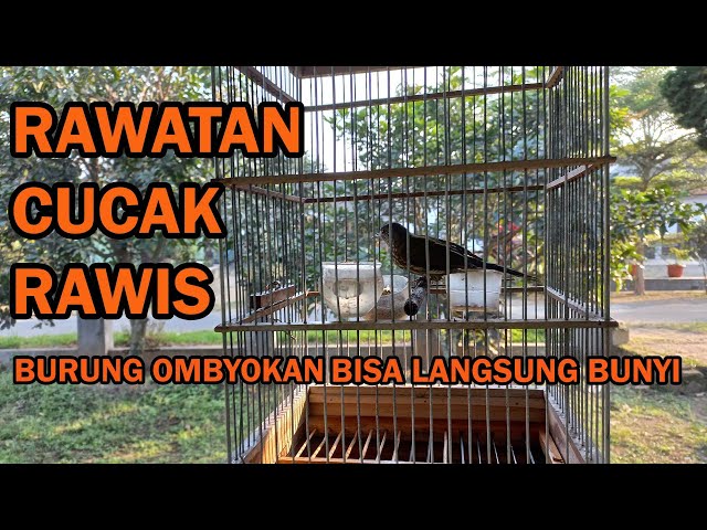 RAWATAN CUCAK RAWIS DARI OMBYOKAN AGAR BISA LANGSUNG BUNYI - PART 1 class=