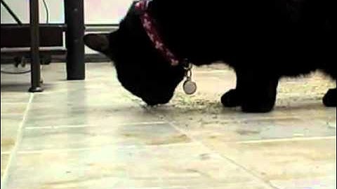 Siouxsie Reviews Tipsy Nip Organic Catnip