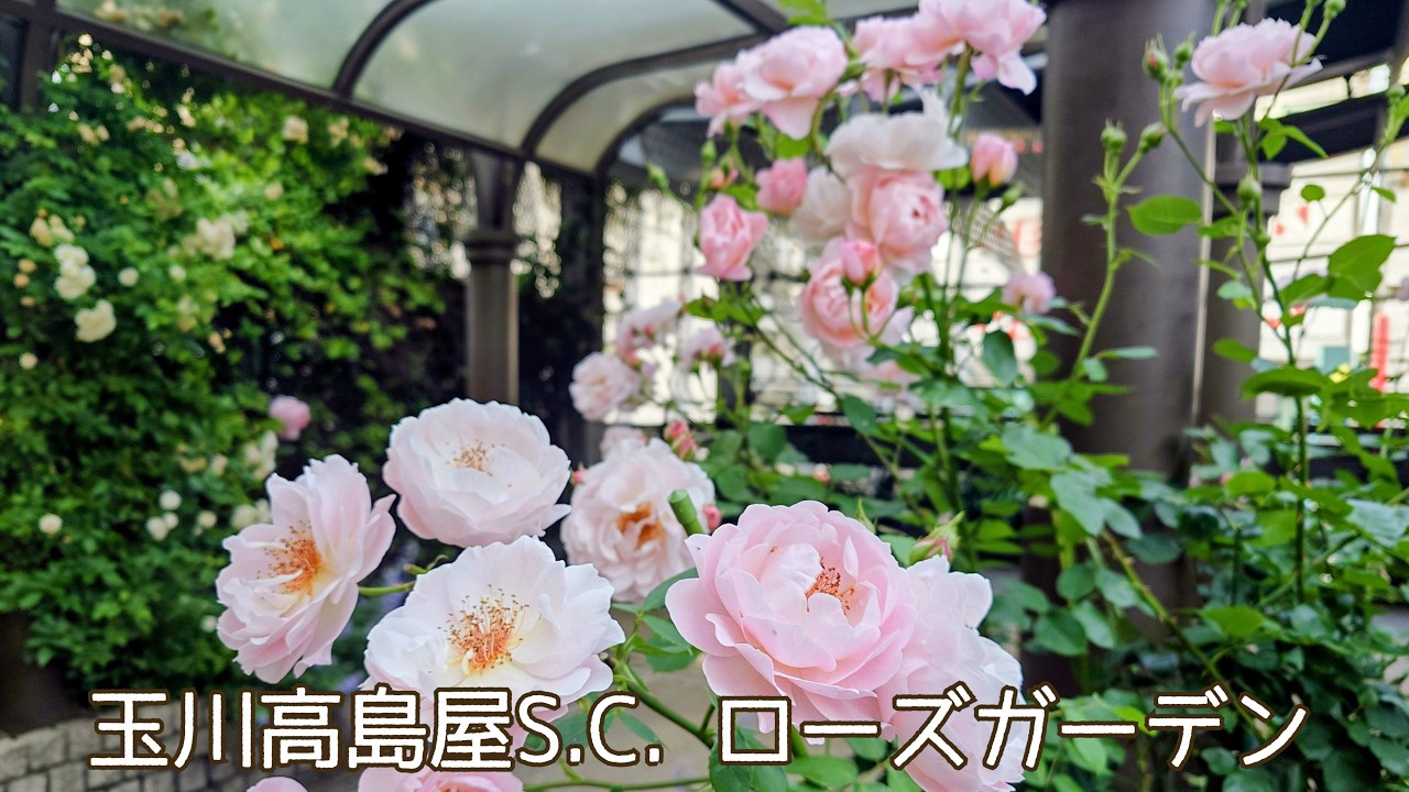 20260516 玉川高島屋S.C.🌹ローズガーデン - YouTube