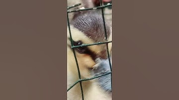 anakan burung belibis dan bebek