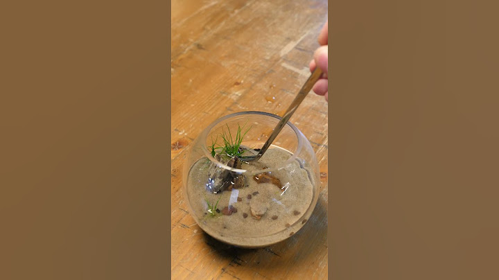 making a tiny aquarium