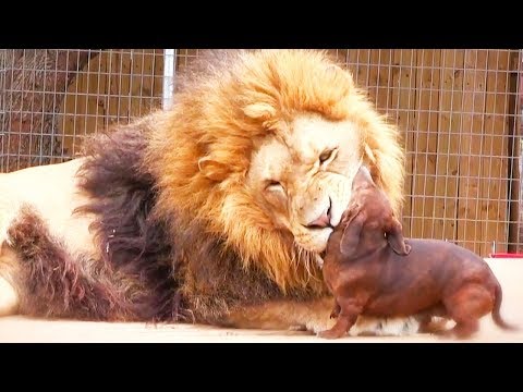 Ozzy Man Reviews: Animals Helping Each Other