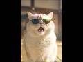 【#ねこ住職 第96話 今日の常識は明日の非常識！今日の非常識はあすたの常識かも？！な！？の巻】