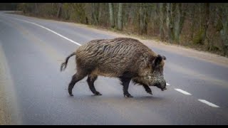 Дикая свинья с поросенком. Охота на кабана. Встреча с дичью. Кабан на трассе/Wild boar on the track.