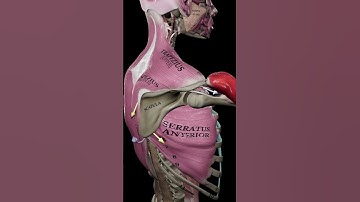 🔑 The Secret to Smooth Shoulder Flexion? Scapular Control 🔑