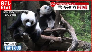 【双子パンダ】奥歯が永久歯に生え替わり開始  上野動物園