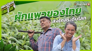 ผักแพวของไทย ส่งไกลระดับโลก | มหาอำนาจบ้านนา