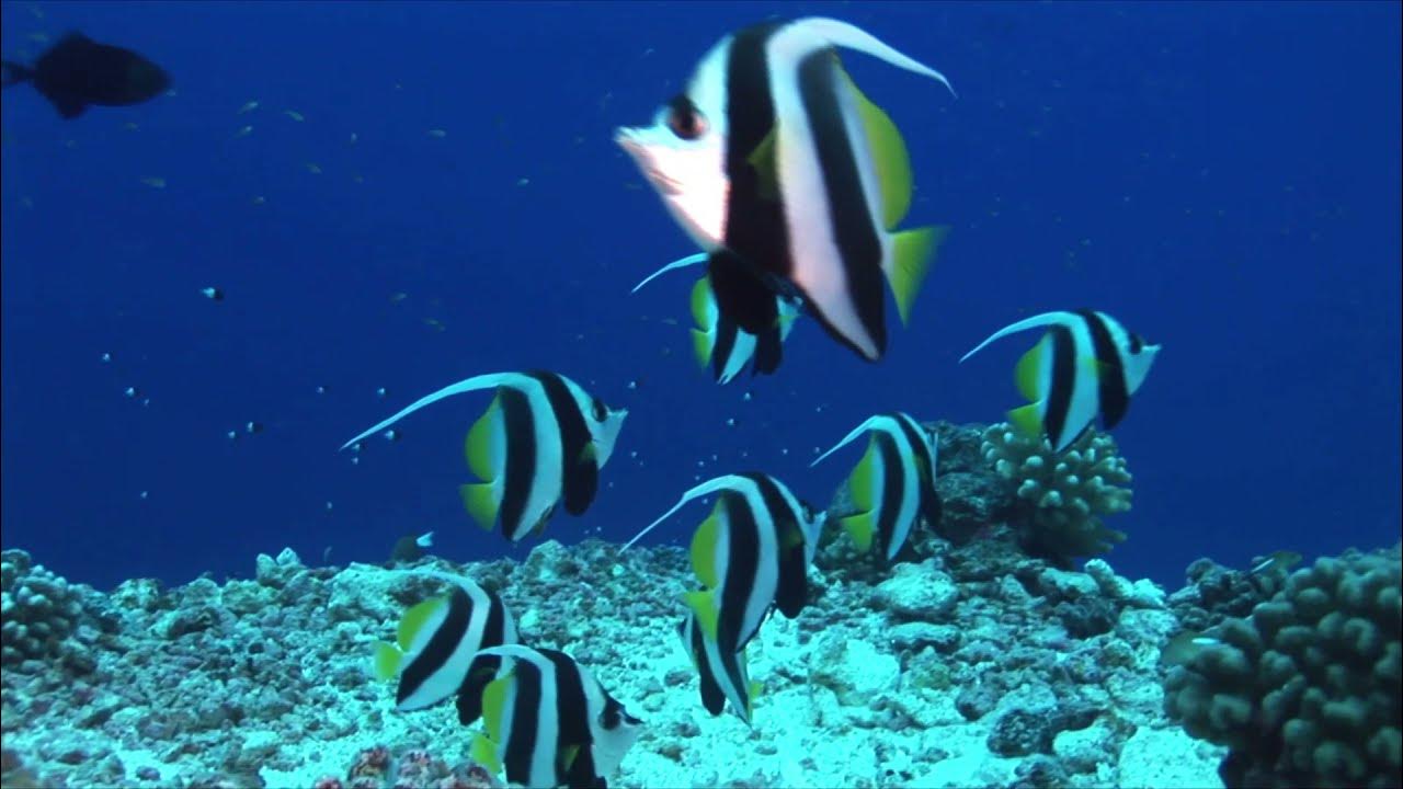 Can Fish Drown in Water ? science facts fishinwater YouTube