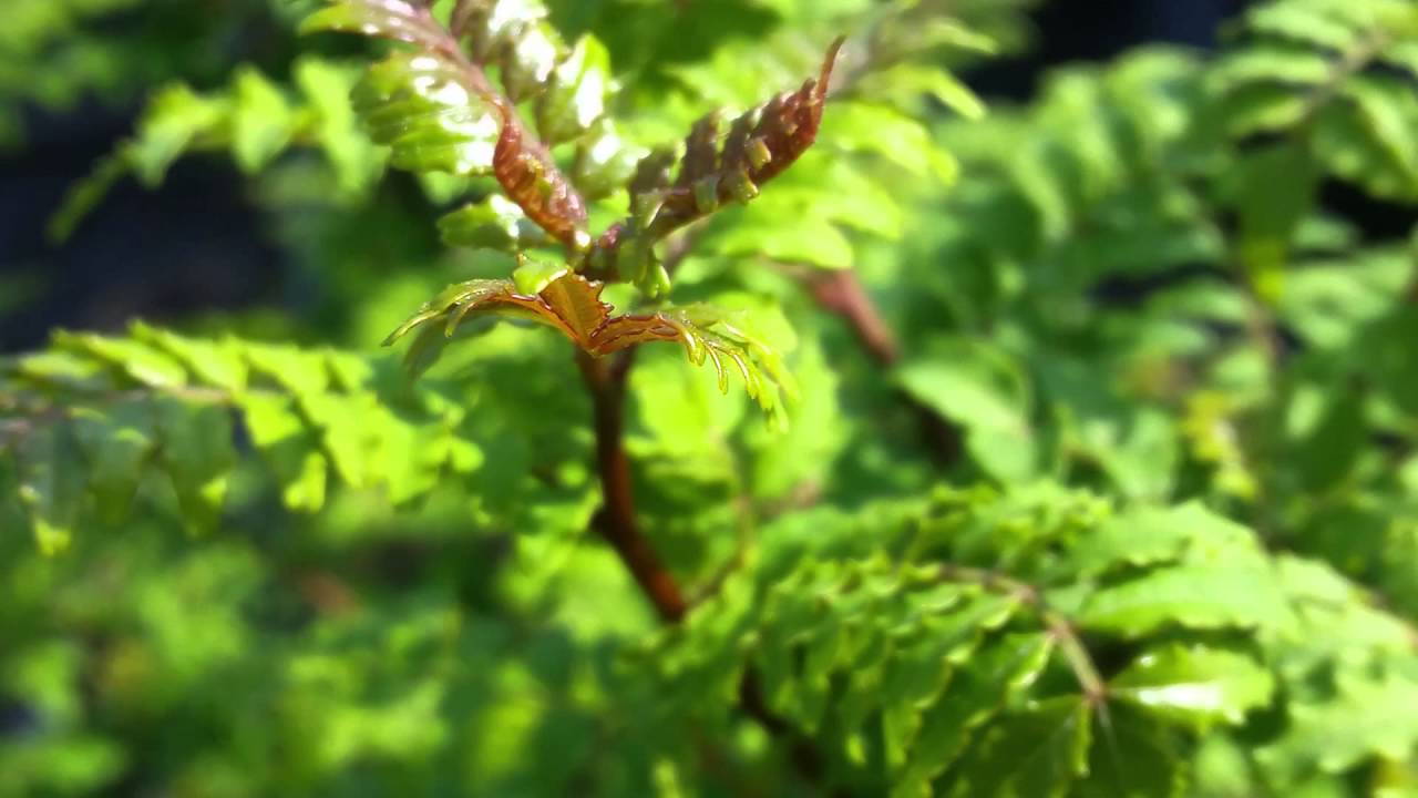 2016 April 19 Tue Japanese Pepper or Sansho Tree ☆☆ YouTube