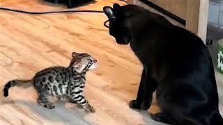 The funniest animals / Fun with cats and dogs 2022 / LA #20 by Los Animals 1,440,299 views 1 year ago 10 minutes, 20 seconds