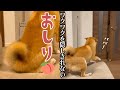 パパ帰宅の舞台裏|PECO