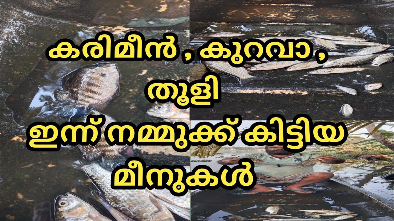 ഇന്ന് നമ്മുക്ക് കിട്ടിയ മീനുകൾ...... @LD AND RD MEDIA