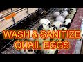 QUAIL EGG WASH & SANITIZE - Proper methods to clean and sanitize your quail eggs for retail sales