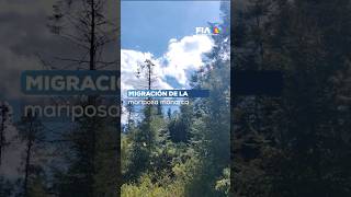 Mariposa Monarca Recorre Casi 5 Mil Kilómetros Desde Canadá Para Venir A Los Bosques De México