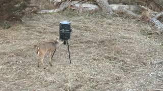 Deer eating out of deer feeder!