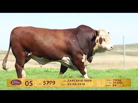 LOTE 05 - TAT 5779