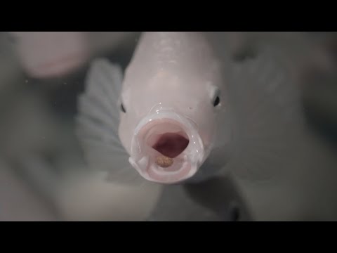 Fish, Bees, Chickens,