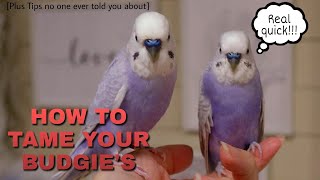 How to tame your budgies easily (fast) | BBG K9 by BBG K9 45 views 2 years ago 4 minutes, 42 seconds