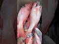 4K HONIARA SOLOMON ISLANDS FISH IS EVERYWHERE FRESH CHEAPEST BY THE ROADSIDE Shortvideo Shorts 