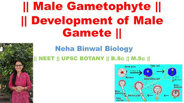 || Male Gametophyte and it