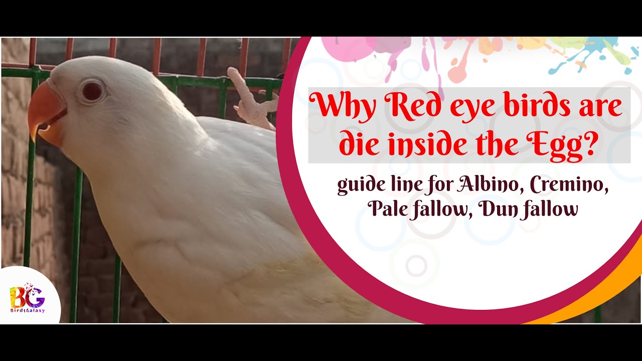 Why Red eye birds are dying? | Albino, Cremino, pale fallow | major points | Birds Galaxy |