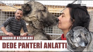 Kangallarla Köpek Korkusunu Yendi! Barış Çiçeğin eşi Anlatıyor! | Anadolu Aslanları - Arşiv