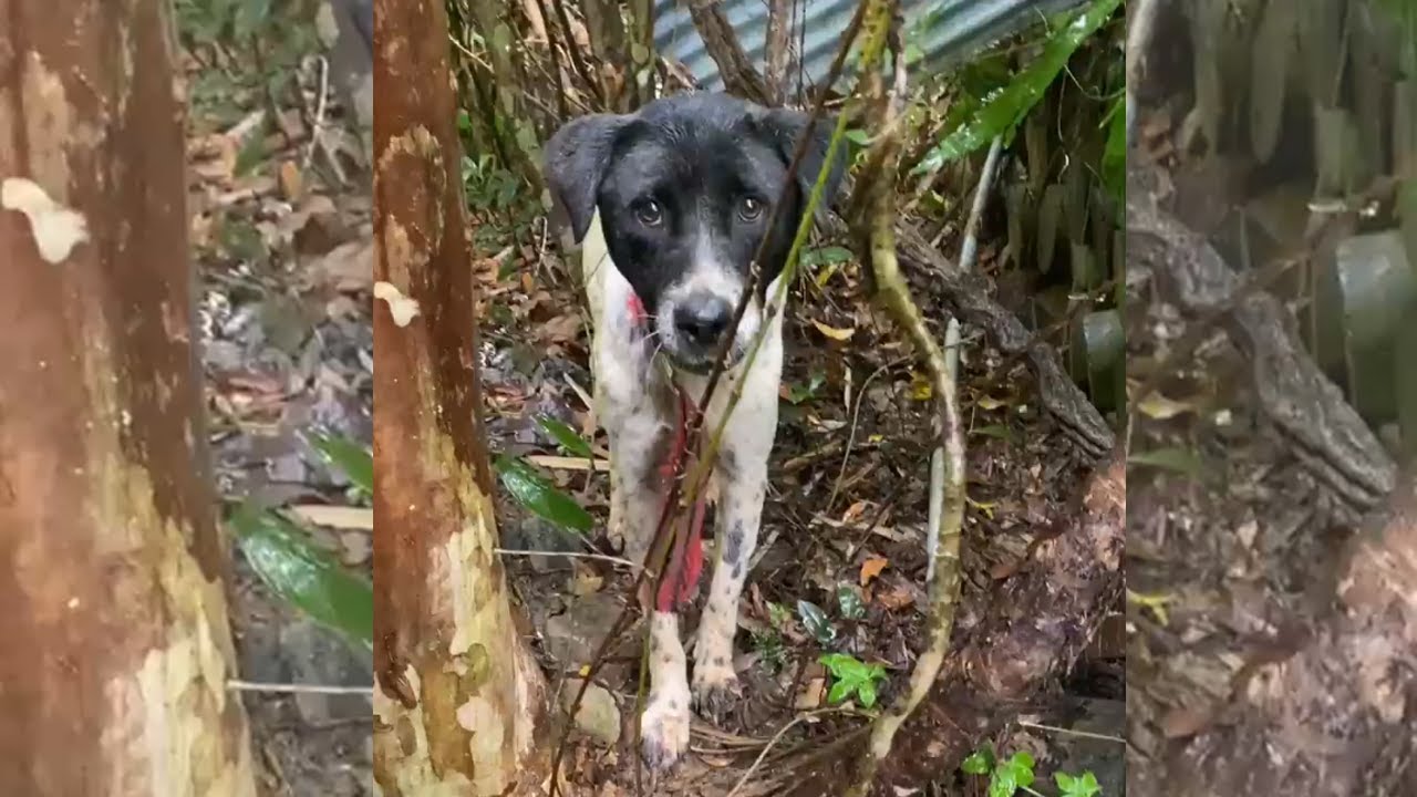 Бродячая мать-собака и шесть бедных щенков, родившихся в канализации, были спасены