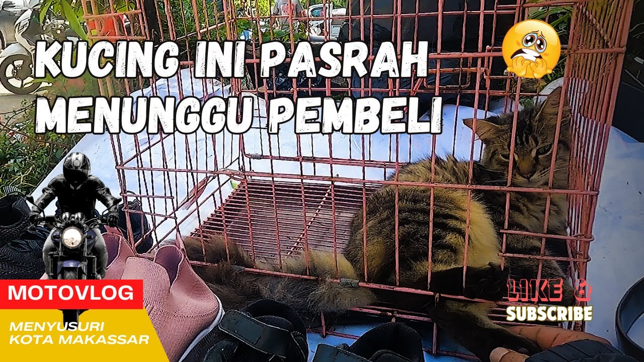 Pasar Loak Di Jalan Veteran Nemu Kucing Persia #vlog #pasar #kucing