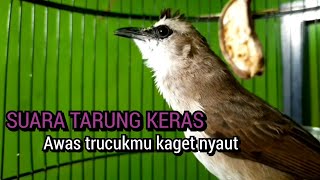 AWAS KAGET NYAUT ❗ trucukan gacor TARUNG KERAS ini memancing agar trucuk gacor NYAUT SEKETIKA