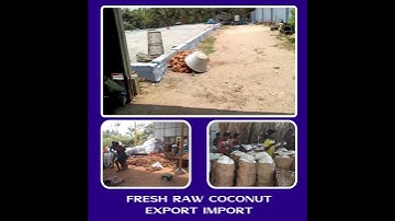 Fresh Raw Coconut Export Import