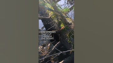 Thumbnail of Memorize Through Song: Psalm 126 #shorts