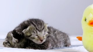 Guess how many cats there are together. They're so cute.