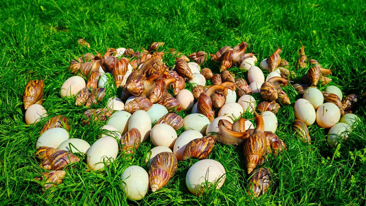 Harvesting Giant Snails and Wild Duck eggs - lncredible Discovery!
